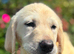 GOLDADOR PUPPIES READY FOR THEIR FOREVER HOMES