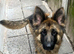 Female German shepherd nearly 2 years old