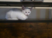 Cute kittens