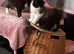 Male kittens