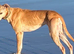 Lurcher puppies