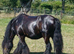 Beautiful black gelding cob