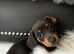 Miniature dachshund, little girl