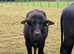 Water buffalo for sale