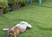Stunning lilac chihuahua puppy girl.