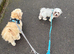 18 month Coton de tulear boy