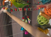 PawHut 2 in 1 cage and two budgie’s