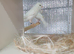 Canary for sale
