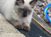 Ragdoll kitten