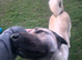 Lucky - 2-Year-Old Livestock Guardian Dog - Working/Rural Home Wanted