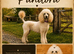 Stunning F1 Goldendoodles - Holiday Care Available