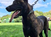 Dutch Shepherd dog for rehoming