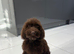 Beautiful F1 cockapoo`s needing there forever