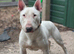 bull terrier male