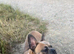 Golden Frenchie cross. Female