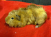 Baby female guinea pigs