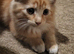 6 kittens