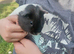 Guinea pigs looking for a home