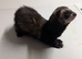 European polecat x polecat