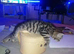 Female kitten