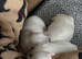 Beautiful full pedigree Maltese puppies
