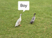 Hatching eggs, Day Old  Ducks and Hens