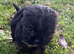 Miniature boy Yorkshire terrier