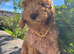 Stunning cockapoo girl