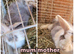 Lion Lop Babies READY NOW!