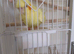 Beautiful yellow cockateil