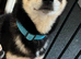 Shiba Inu Male