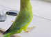 Stunning young Indian ringnick parrot