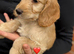 Cockapoo puppies