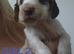 Stunning cocker spaniels