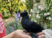 Double crested trumpeters Pairs for sale