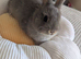 Netherland dwarf bunny