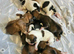 Lhasa apso puppys for sale