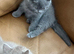 Pure British shorthair kittens