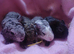 Skinny pigs and hairy boys and girls