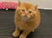 British Shorthair Kittens