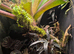 Established Bromeliad Dart Frog Vivarium 50x50x60cm &ndash; Bioactive Setup &pound;300