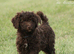 Spanish water dog RKC register