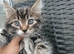 Maine coon xxx