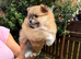 KC ORANGE SABLE POMERANIAN GIRL