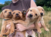 Gorgeous fox red and yellow Labrador puppies