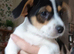 Stunning jack Russell