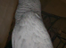 African grey baby - Ready now - 3