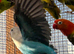 Opaline Fischer Lovebirds