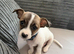 Chihuahua pup for sale