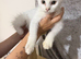 Female maine kitten ready to leave